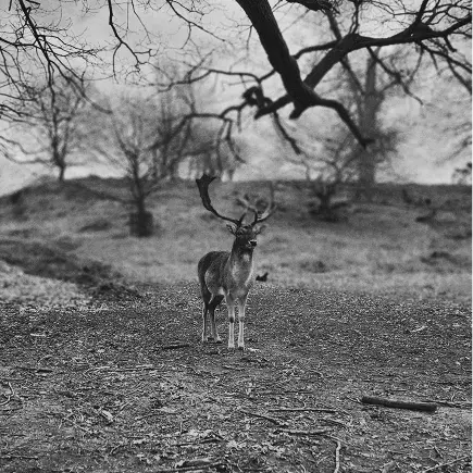 Deer B&W